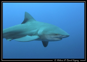 The beauty of the Zambezi shark by Raoul Caprez 